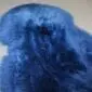 Close-up of a navy blue sheepskin rug with thick, textured wool pile.
