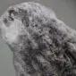 Grey shorn Icelandic sheepskin rug with a natural organic shape and thick textured wool.
