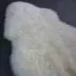 Irregularly shaped ivory white sheepskin rug with thick, textured wool pile.