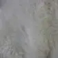 Close-up of a thick, textured ivory white sheepskin rug with long, soft wool fibres.