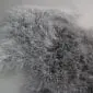 IMG_3506 Close up of a steel grey Mongolian lambskin rug showing long, curly wool fibres.