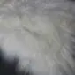 Close-up of a double ivory Icelandic sheepskin rug showing long, thick, natural white wool fibres.