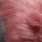 Close-up of long, soft light coral Icelandic sheepskin wool fibres.
