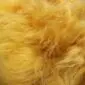 Close-up of golden yellow Icelandic sheepskin rug showing long, textured wool fibres.