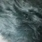 Close-up of a bottle green Icelandic sheepskin rug showing long, thick, textured wool fibres.