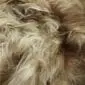 Close-up of long, wavy Icelandic sheepskin wool in rusty brown and cream tones.