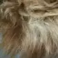Close-up of a rusty brown and cream Icelandic sheepskin with long, textured wool fibres.