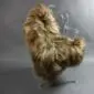 Long-haired rusty brown Icelandic sheepskin rug laid flat.