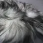 Close-up of a long-haired Icelandic sheepskin rug with white wool and dark grey tips.