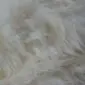 Icelandic close up Close-up of ivory Icelandic sheepskin rug showing long, wavy natural wool fibres.