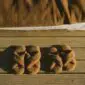 Two pairs of brown camel and merino wool slippers with a textured, fleecy finish on a wooden surface.