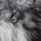 Close-up of long, natural grey and white Icelandic sheepskin wool with a soft, textured appearance.