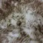 Close-up of a small sheepskin pet rug with thick, textured cream and brown wool fibres.
