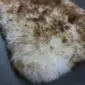 Small sheepskin pet rug with long, thick cream and brown wool fibres.