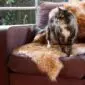 A long-haired cat sitting on a natural-shaped, honey-coloured sheepskin pet rug laid flat.