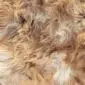 Rug-081a Close-up of long, shaggy Icelandic sheepskin wool in mottled rusty brown and grey tones.