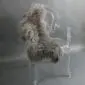 Long-haired Mongolian lambskin rug in vole grey laid flat.