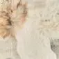 Rug-033a Multi layer Icelandic sheepskin rug with long, textured wool in cream, tan and grey tones.