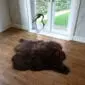 Rare Breed Sheepskin RB2S149 A large, dark brown rare breed double sheepskin rug with thick, textured wool on a wooden floor. detail view