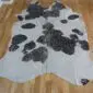 Natural shaped cowhide rug with black spots on a white and metallic silver background.