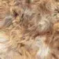 Close up of long, textured Icelandic sheepskin wool in natural rusty brown and grey tones.
