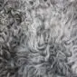 Grey Curly Gotland Sheepskin Rug GOT155 (1) Close-up of a natural grey sheepskin rug with dense, curly wool fibres. detail view