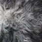 Close-up of a natural grey curly sheepskin rug showing dense, textured wool fibres.