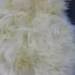 IMG_8329 Close-up of cream-coloured, long-pile sheepskin wool texture.