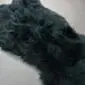 Close-up of a bottle green sheepskin rug with thick, curly wool texture.