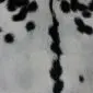 Natural goatskin rug featuring a white base with black spots and a dark dorsal stripe.