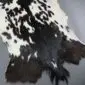 Natural goatskin rug with a speckled black and white pattern and irregular edges. detail view