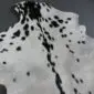 Natural goatskin rug featuring a white base with irregular black spots and markings.
