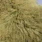 Close-up of a mustard yellow Mongolian lambskin rug with long, curly wool fibres.