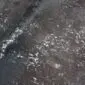 Close-up of a dark brown and black cowhide rug with white speckled patterns and natural hair texture.