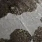 Close-up of a brown and white cowhide rug with metallic gold speckled details.