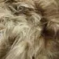 Close-up of long, shaggy Icelandic sheepskin wool in rusty brown and cream tones.