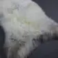 Rare Breed Sheepskin Rug RBL-46 (4) Large rare breed sheepskin rug with long, thick wool in shades of cream, grey and brown.