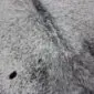 Close-up of a grey and white speckled cowhide rug showing natural hair texture and a dark spot.