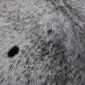 Close-up of a speckled cowhide rug featuring short grey and white hair with small black spots.