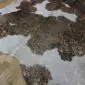 Natural cowhide rug with brown and white patches and gold metallic speckles on a wooden floor.