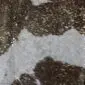 Close-up of a brown and white cowhide rug featuring metallic gold splatters across the natural hair texture.