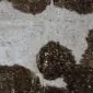 Brown and White Gold Metallic Cowhide Rug CM310 (4) Close-up of a brown and white cowhide rug with metallic gold speckled details.