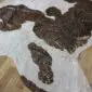 Brown and White Gold Metallic Cowhide Rug CM310 (6) Natural brown and white cowhide rug with metallic gold speckles and an irregular shape.