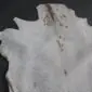 Natural white goatskin rug with grey and brown markings and an irregular shape.
