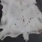 Natural white goatskin rug with grey and black spots and an irregular organic shape.