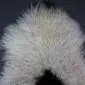 Natural white curly Icelandic sheepskin rug with grey and black spots.