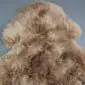 IMG_6320 Close-up of a camel-coloured British sheepskin rug with thick, curly wool texture.