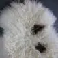 Close up of a white curly Icelandic sheepskin rug with natural dark brown spots.