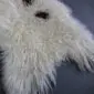 Natural white Icelandic sheepskin rug with curly wool and dark brown spots.