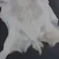 Goatskin Rug GS905b Natural goatskin rug with white and grey mottled fur and an irregular shape.